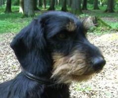 Immo von der Dammheide