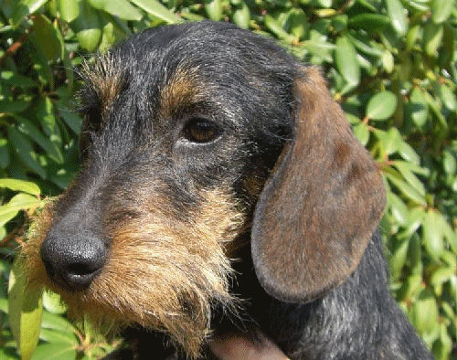 Onno von Holschendorf