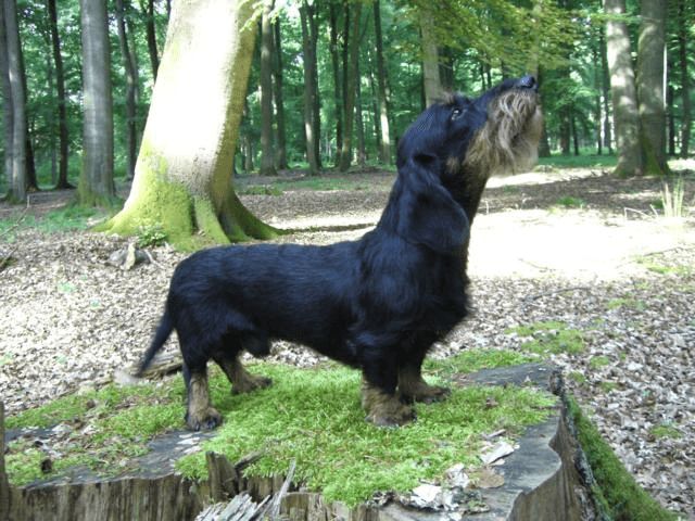 zur Vergrößerung bitte klicken