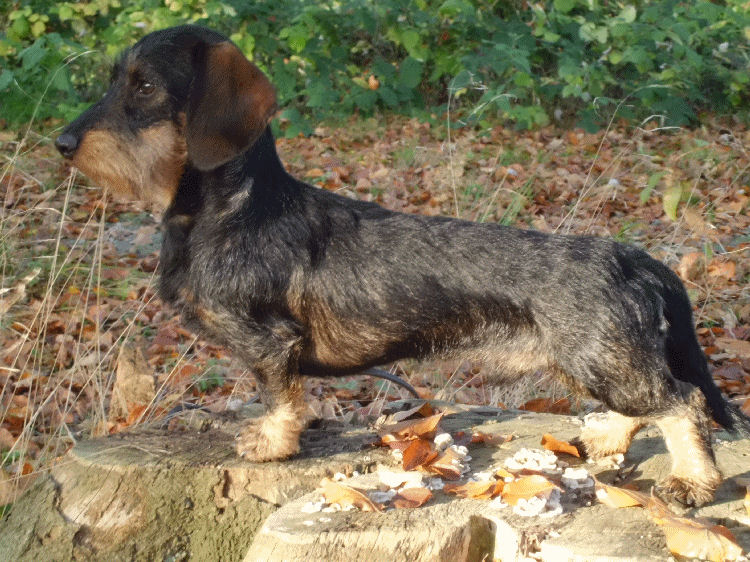 zur Vergrößerung bitte klicken