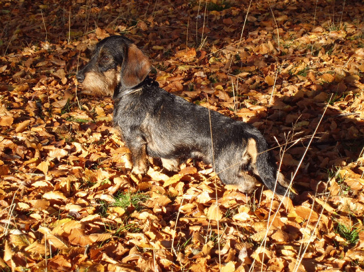 zur Vergrößerung bitte klicken